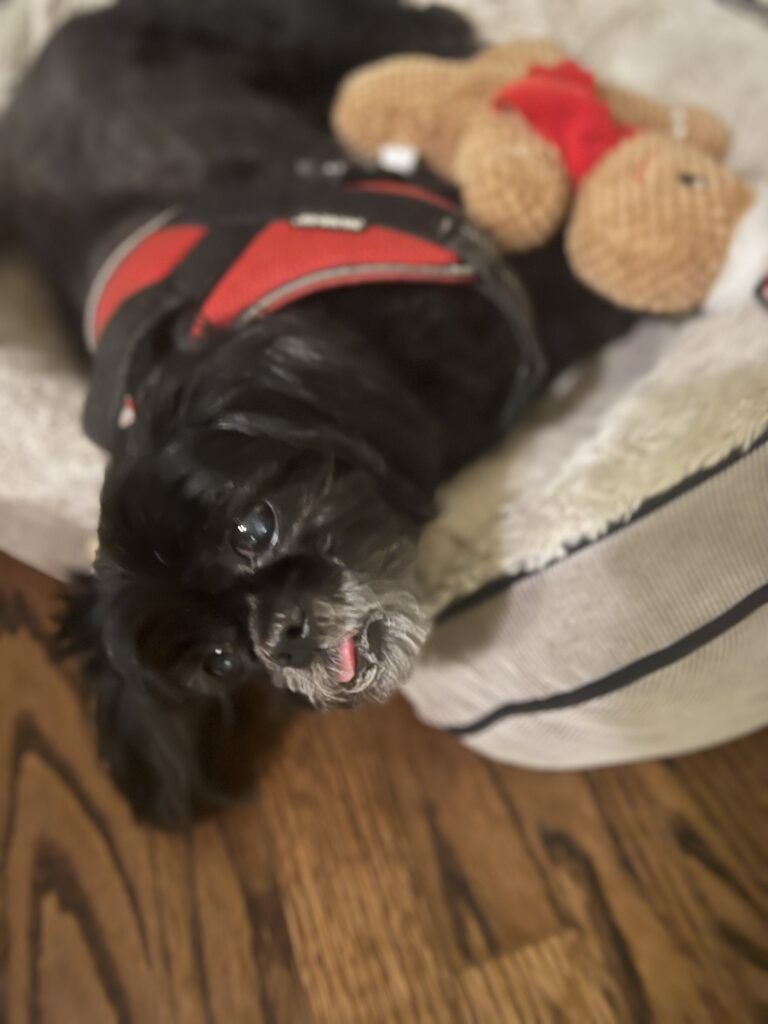 Brutus lying comfortably on a dog bed